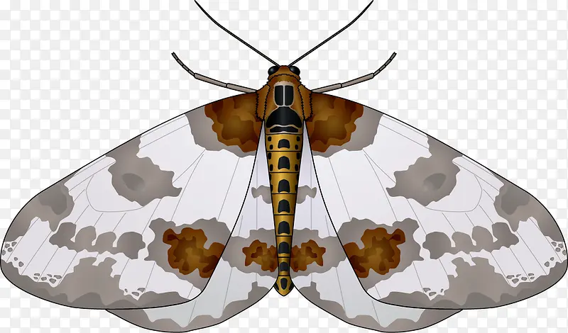 ���Ƴ��ɶ�ʸ���ز�-������