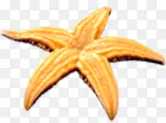 �������տ�ͨɳ̲��ɫ����-������