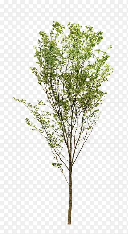 ϡ��ľ�����-������