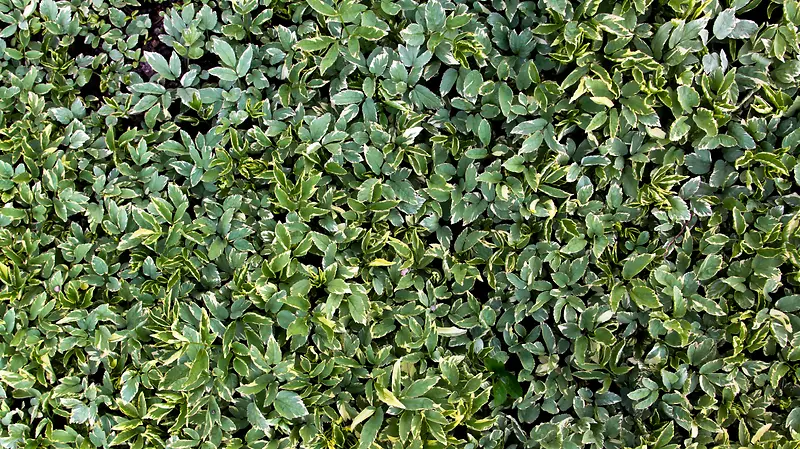 ֲ����Ҷ����-������