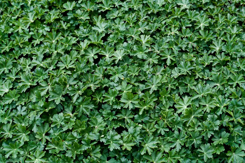 ֲ����Ҷ����-������