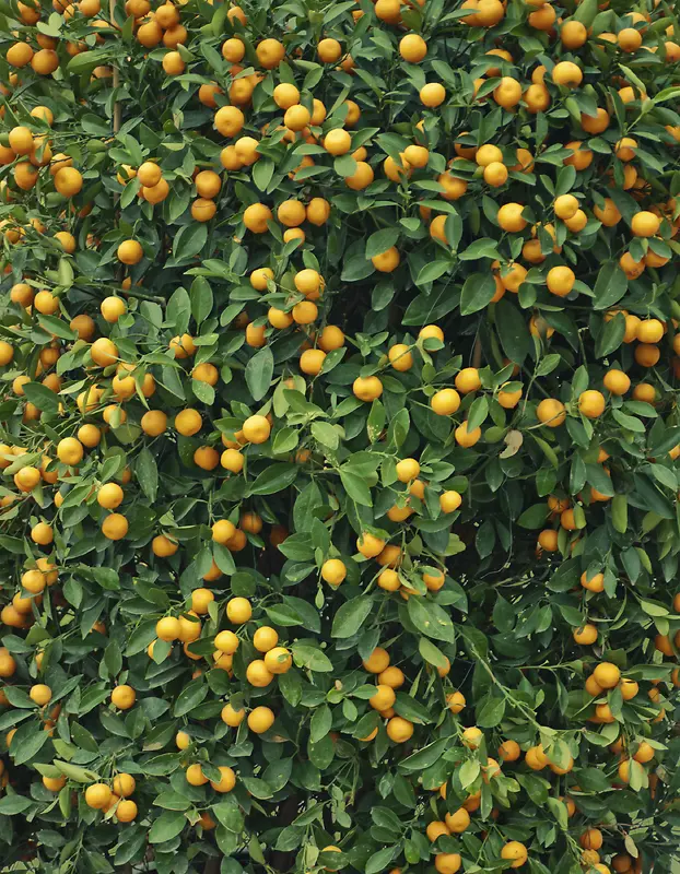 ��������Ӱ-������