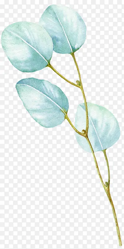 ˮ�ʻ�����ֲ������Ҷ��-������