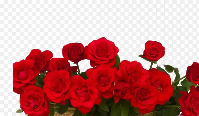 һ��õ��-������