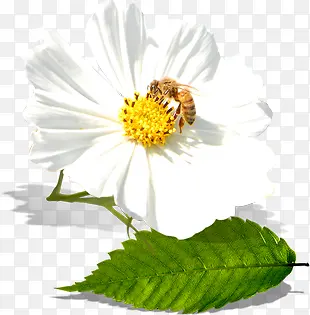 ������Ӱ��ɫ������-������