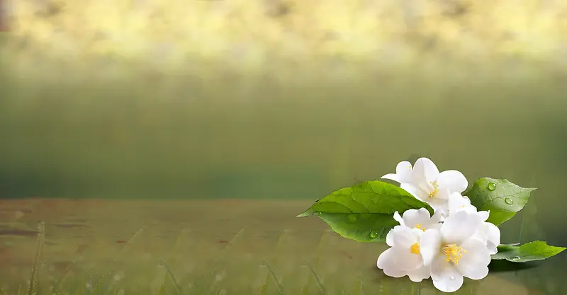 ���ϵİ�ɫ����-������