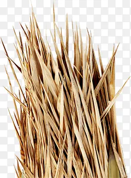 �������ոɿݲݴ�-������