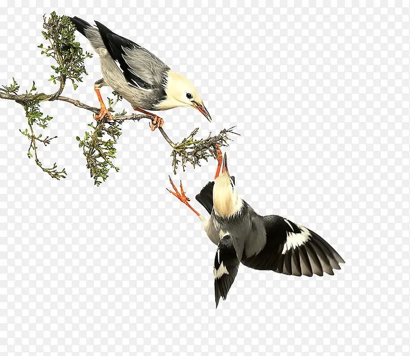 ֦ͷ�ϵ�С��-������