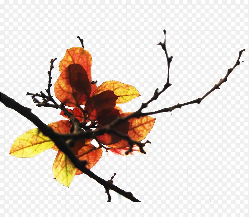 ��Ҷ-������