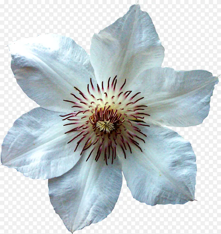 ��ɫ��ҩ��-������