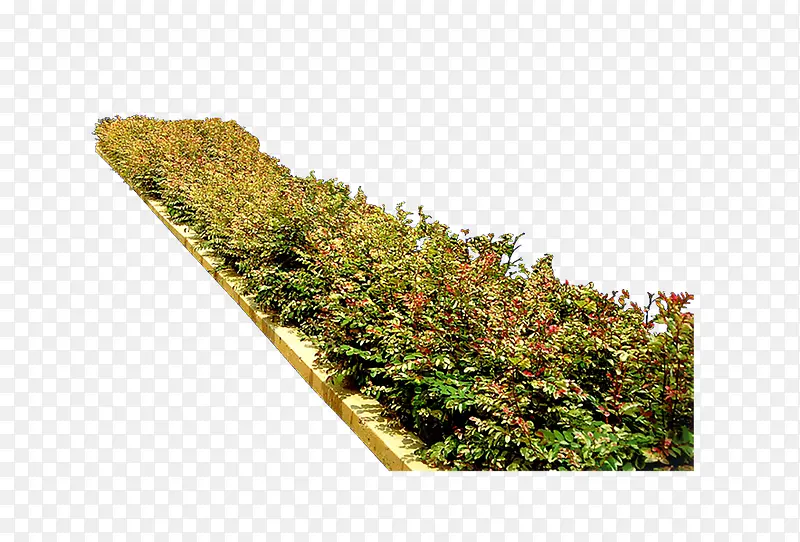 ·�ߵĲݴ�ֲ���̲�-������