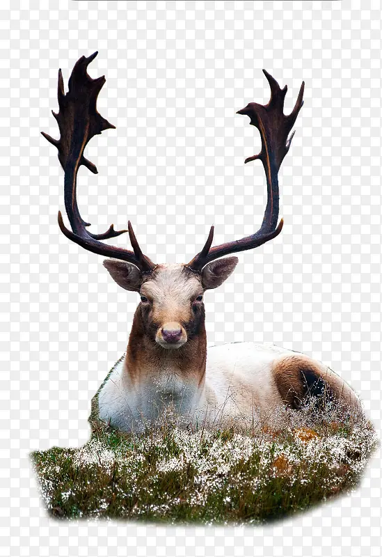 ¹��¹�Ƕ���-������