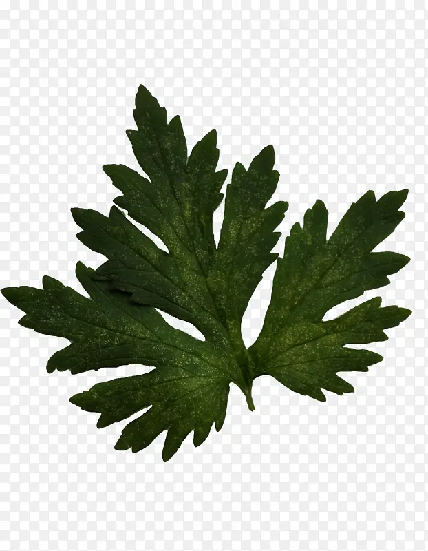 ��ɫ��Ҷ��-������