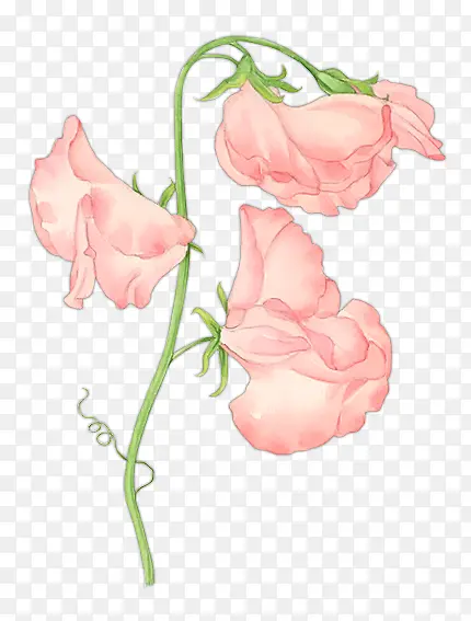 �����ۺ�ɫ�������֦-������