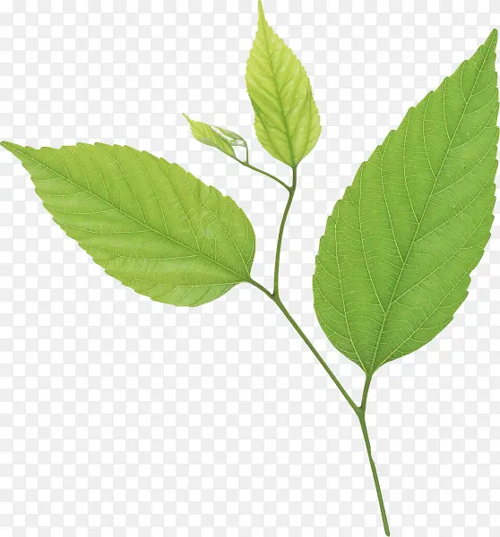 ǳ��ɫҶ����ֲ֦��Ҷ��-������