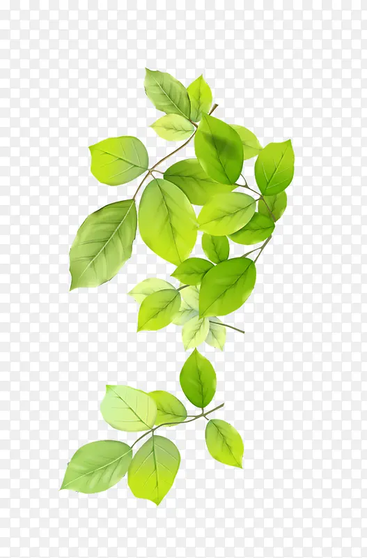 ǳ��ɫҶ����֦-������