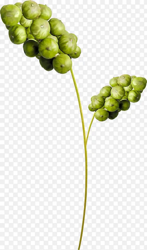 �ɴ�ˮ���޻����ز�-������