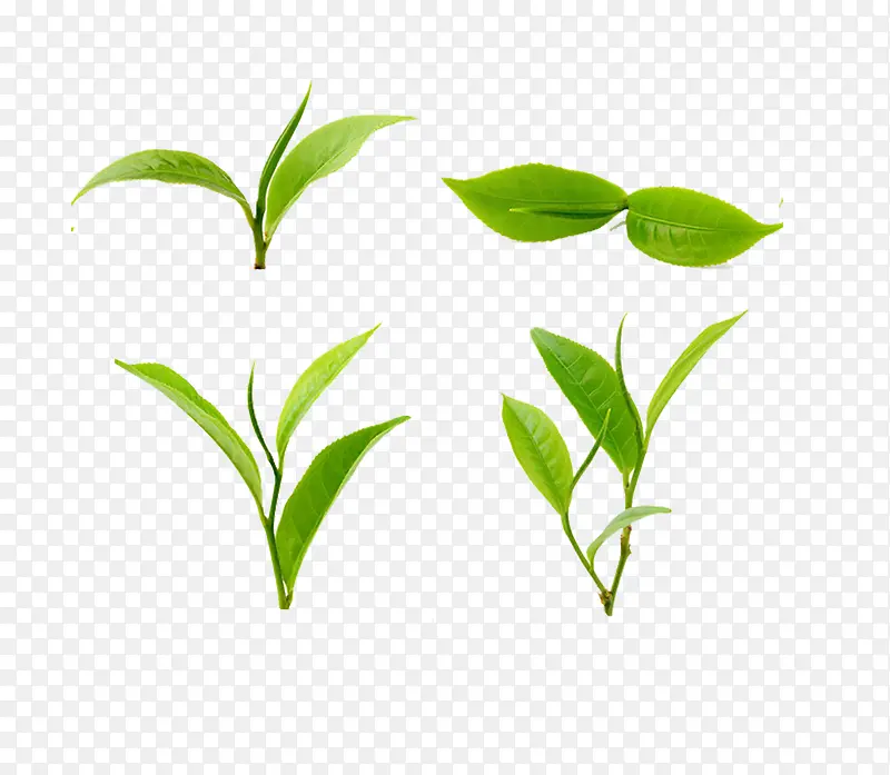 ������ɫ��֦Ҷ-������