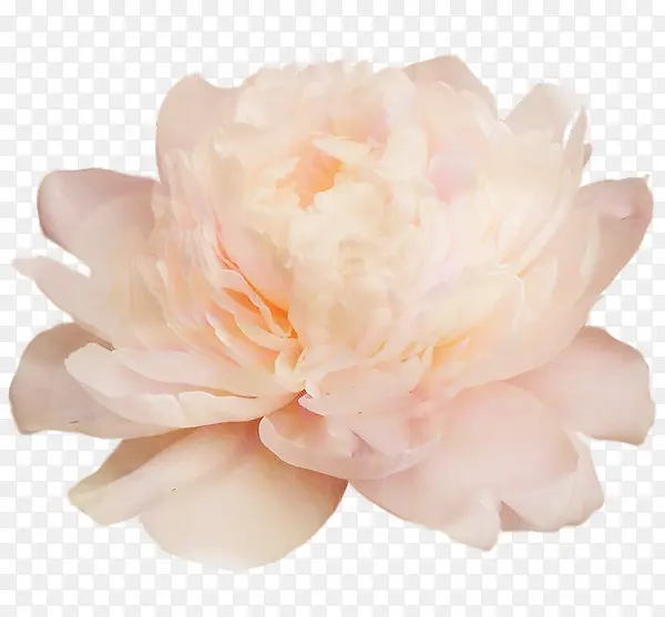 ��ҩ��ɫ��ҩ����-������