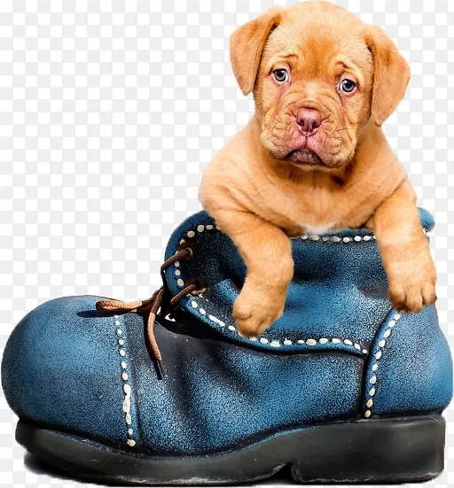 �ɰ�����-������