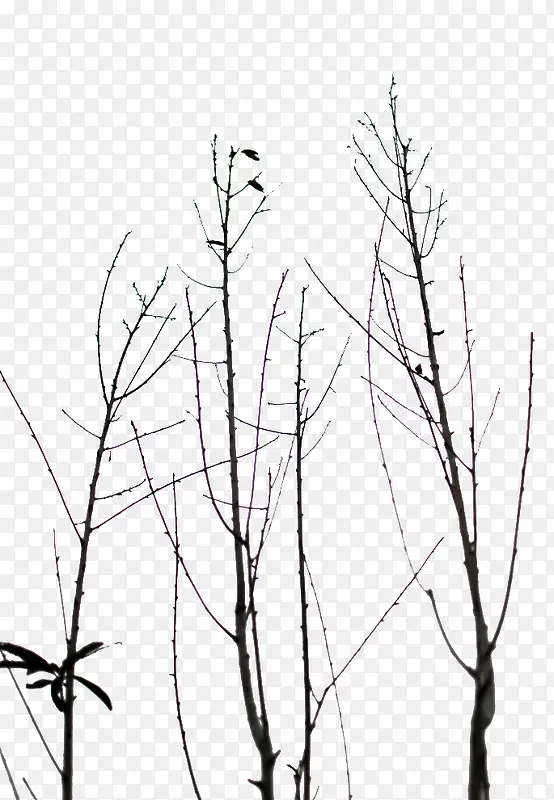 û����Ҷ�Ŀ���֦-������