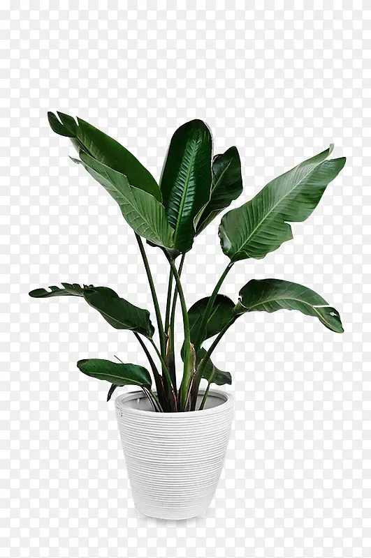 ��Ӱ��ɫ��ֲ������Ч��-������