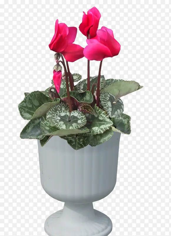 ���Ի�-������