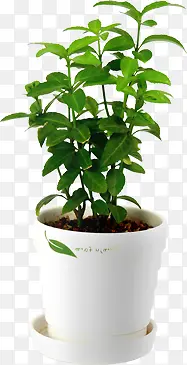 ������Ӱ��ɫ�Ĳݱ�ֲ������Ч��-������