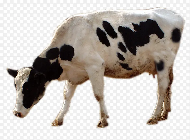 �Բݵ���ţ-������