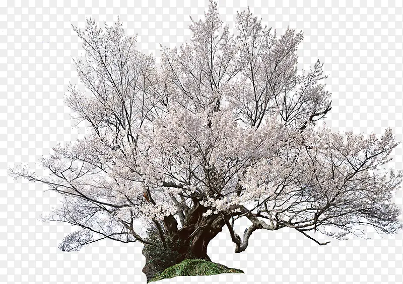 ������ɫӣ������-������