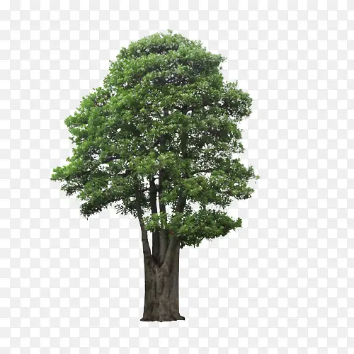 С��÷��-������