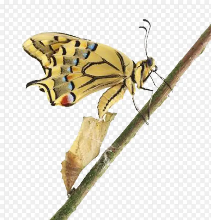 �����ɱ�-������