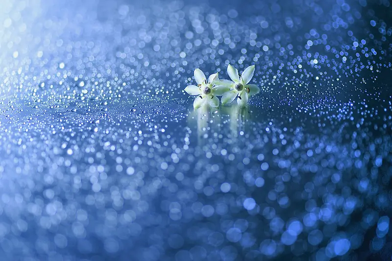 ��ɫС�������ֽ-������