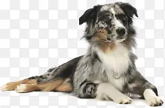 ��ɫ�ɰ�С������-������