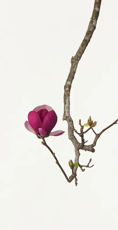 ��֦����߻���-������