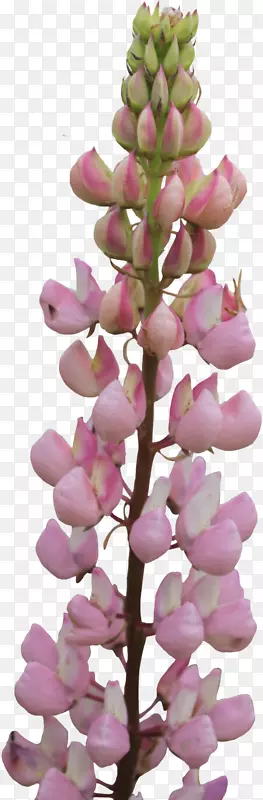 ��ֲ���ȸ��-����-������