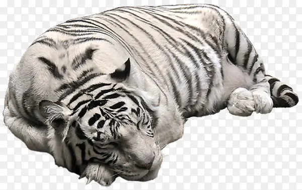 ����ϳ�Ч���ϻ�-������