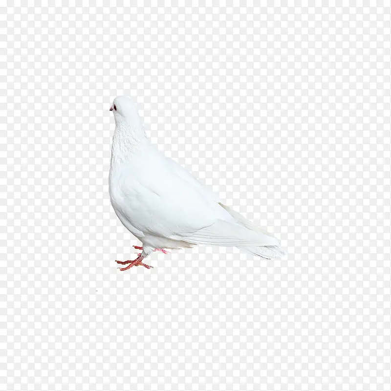 ��ɫ���ӱ�Ӱ-������