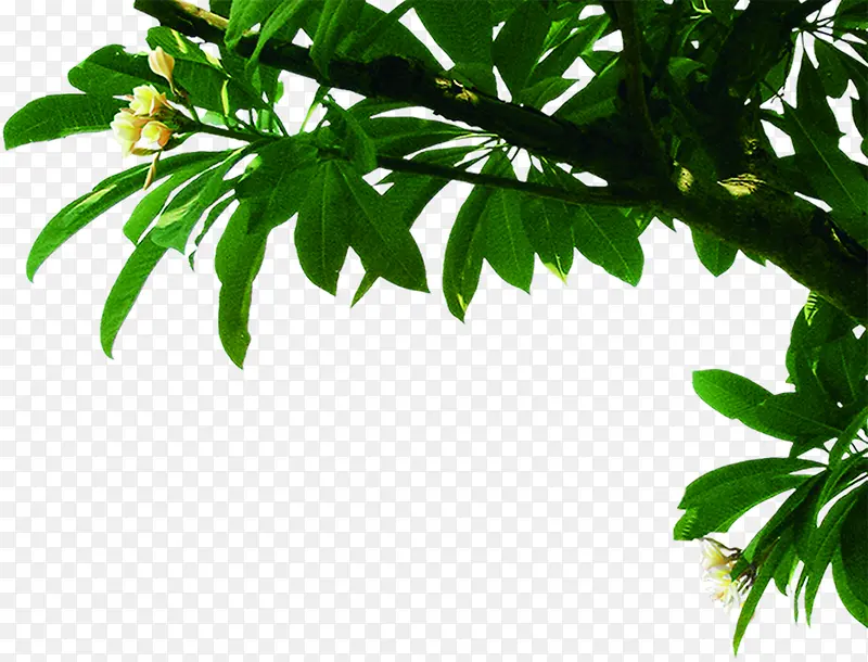 ���Ͻǿ�����֦����-������