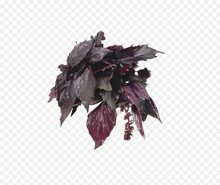 ��ζ���߲�-������