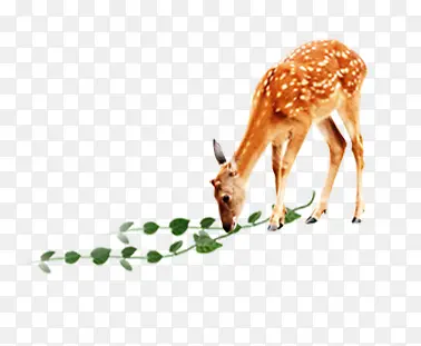 �ɰ�Сţ�Բ�-������