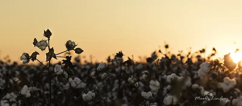 �����޻���Ӱ����-������