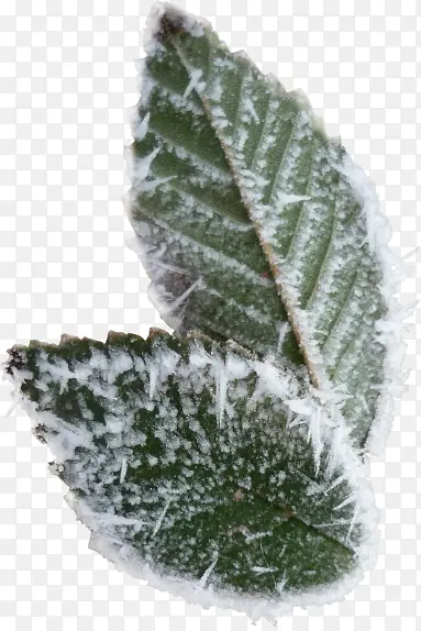 ʵ��ѩ��˪����Ҷ-������