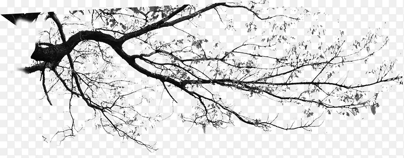 װ��÷����֦-������