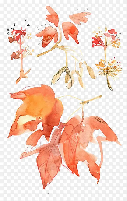 ˮ��ֲ��-������