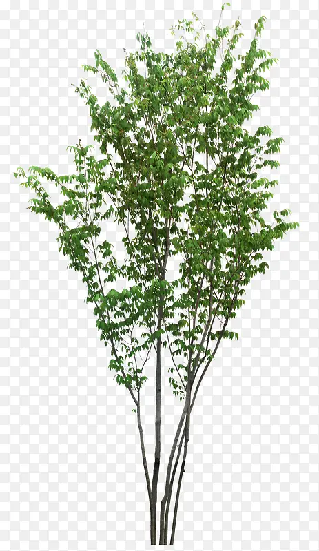 ��ɫ����֦-������