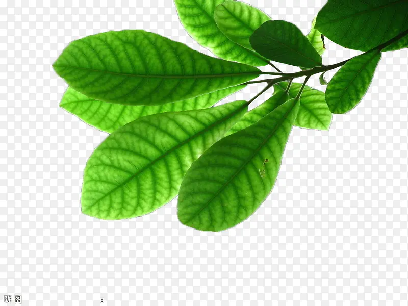 ��ɫ����Ҷ-������