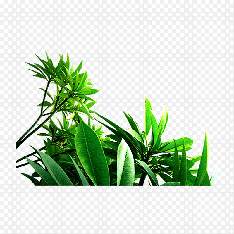 ��ɫ����Ҷ��֦-������