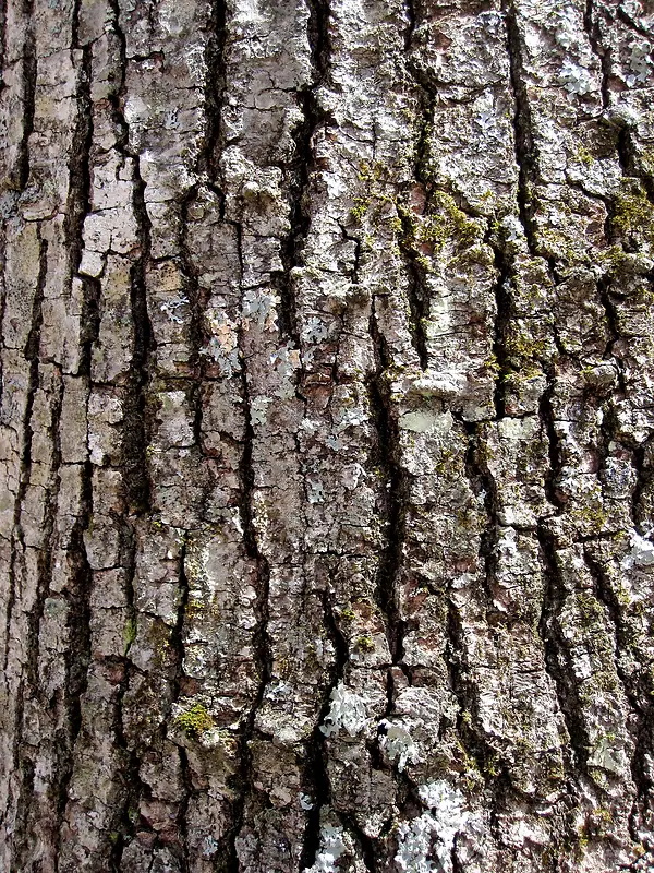 ��Ƥ��������-������