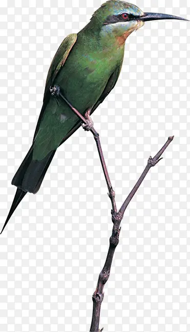 ��֦��ľ���ز�-������